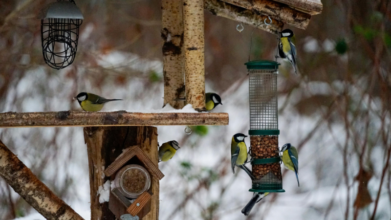 Bird Supplies