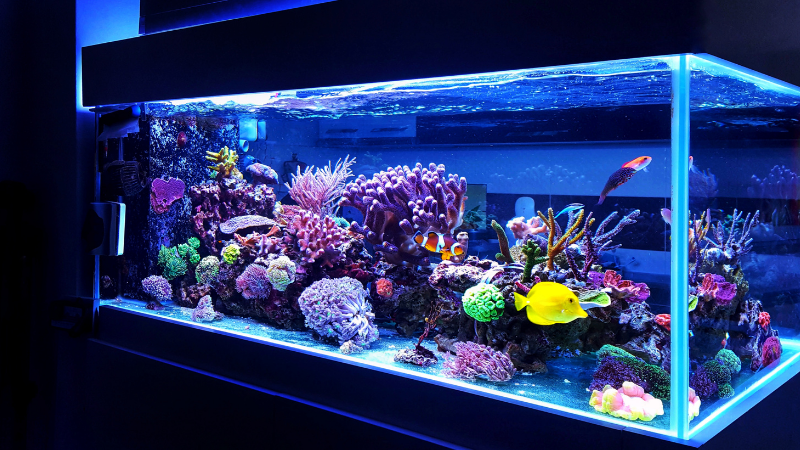 Aquariums