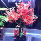 Mipukbay Aquarium Plants Tree - Red & Green Artificial Plastic Fish Tank Decor, Realistic Ornament Safe for Fish & Shrimp, Low-Maintenance Aquascaping Plants for Freshwater/Saltwater Tank Landscaping