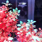 Mipukbay Aquarium Plants Tree - Red & Green Artificial Plastic Fish Tank Decor, Realistic Ornament Safe for Fish & Shrimp, Low-Maintenance Aquascaping Plants for Freshwater/Saltwater Tank Landscaping