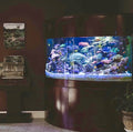 440 Gallon Glass Corner Reef-Ready Aquarium in Rose Cherry Real Wood Furniture