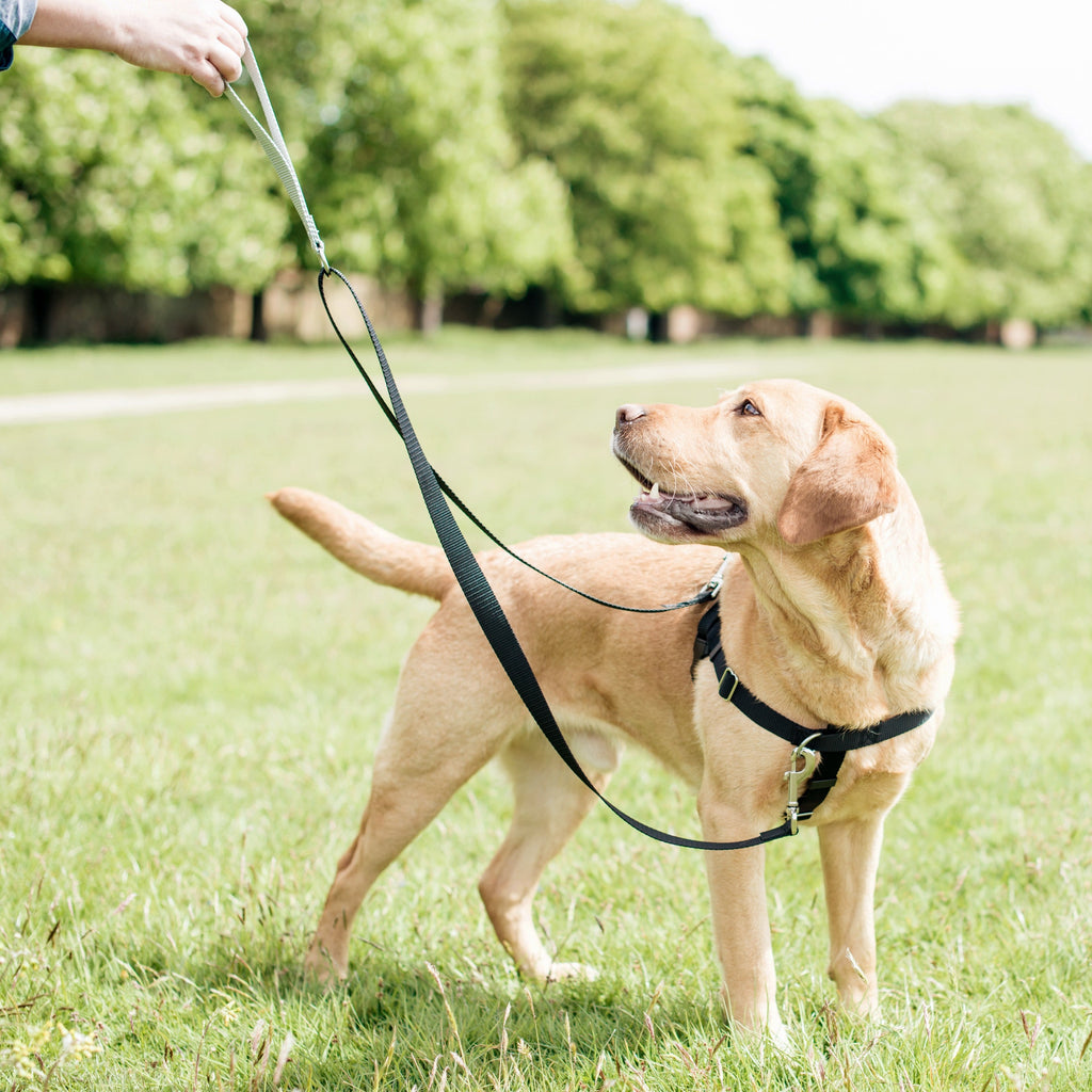 Turquoise Freedom No-Pull Dog Harness