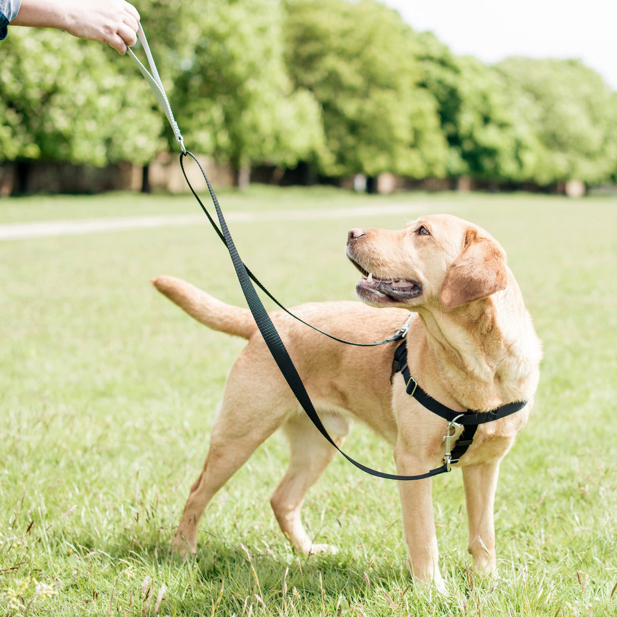 Turquoise Freedom No-Pull Dog Harness