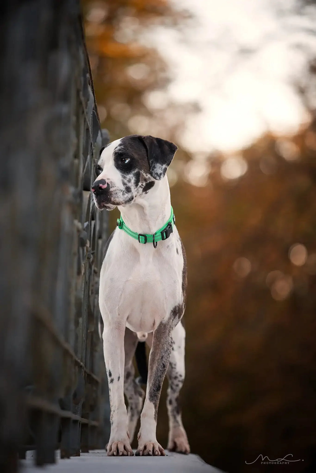 Nylon, Adjustable, Reflective Padded, Dog Collar