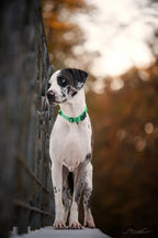 Nylon, Adjustable, Reflective Padded, Dog Collar