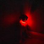 LED Dog Collar: Red