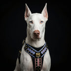The "Candy" Black Harness