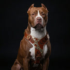 The "Hermes" leather harness - Large and Giant Breeds