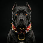 "The Incredibullz" Royalty Collar