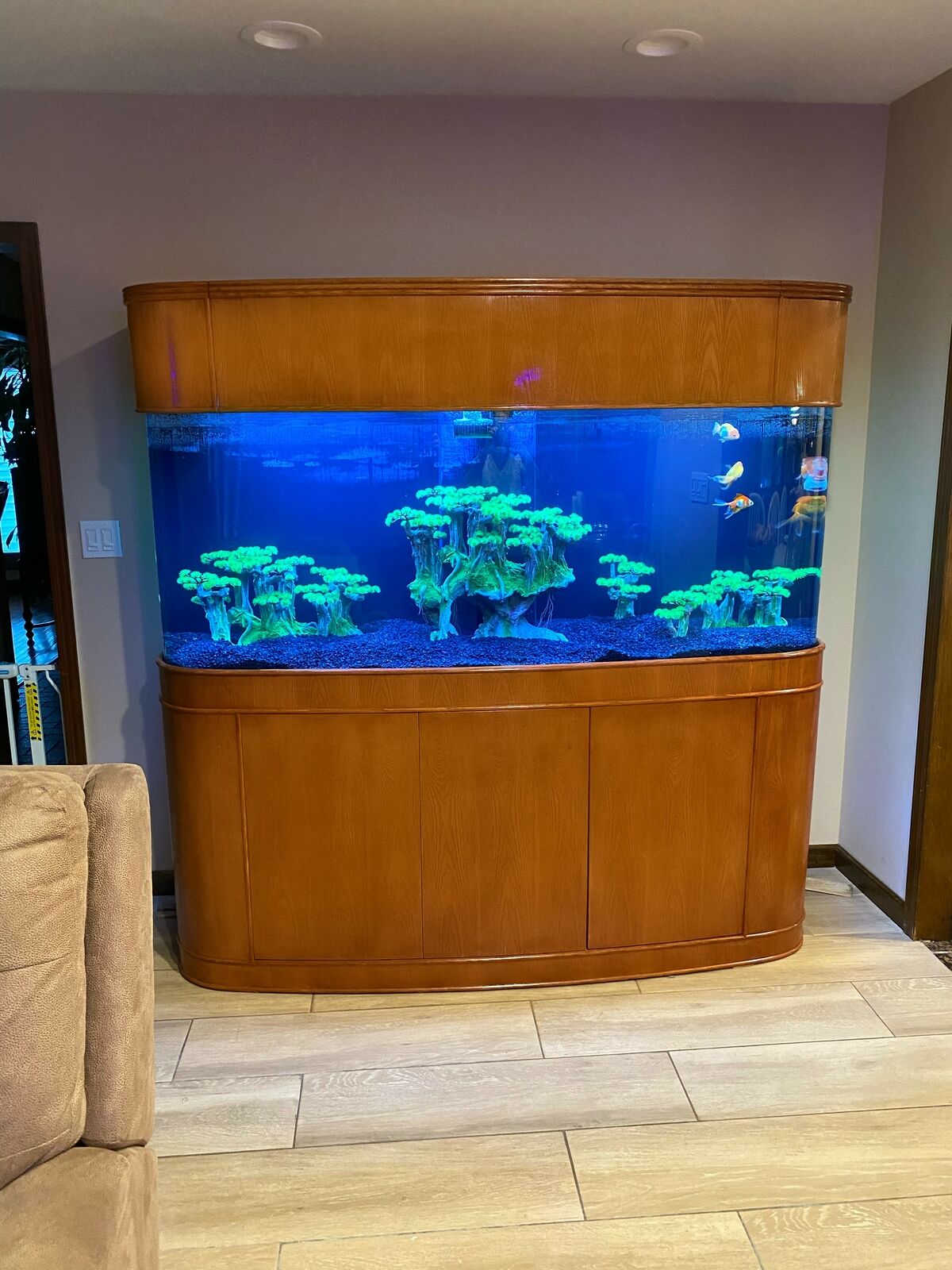 Premium Cherry 380 Gallon Seamless Glass Bowfront Reef-Ready Aquarium Set