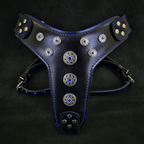 ''Bijou'' harness Black & Blue for big dogs
